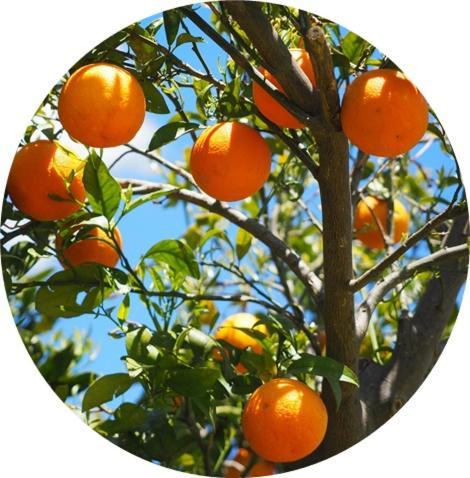 Zeytinada Pansiyon ve Gözleme Guneykoy Dış mekan fotoğraf